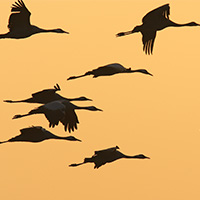 Flying-geese-silhouette-blog-square-200x200