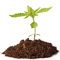 marijuana-seedling-blog-square-200x200