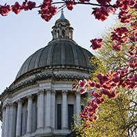 wa_state_capitol_cupola_cherry_blossoms_blog_square_200x200